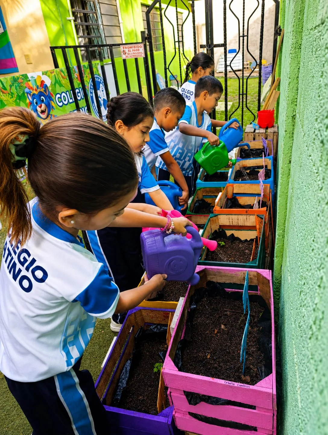 Alumnas y alumnos de Colegio Latino cuidando el huerto escolar